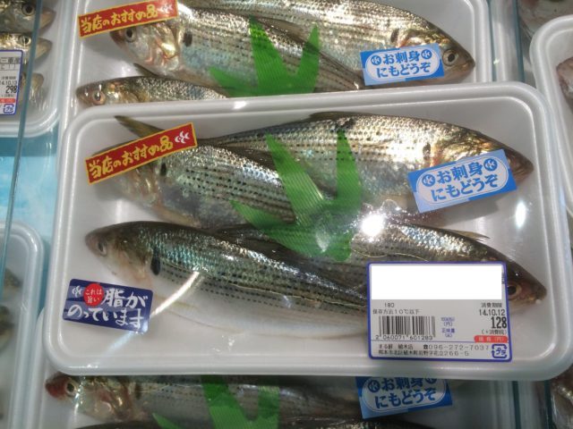 熊本で発見 聞いたこともなかった魚は江戸前寿司のネタの成長した姿だった くまきゅー