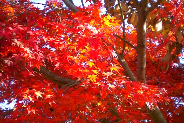 熊本の紅葉TOP3！秋の絶景ならまずココに行け！もみじ狩り名所おすすめスポット！ここを押さえておけば間違いなし！