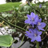 水前寺江津湖公園（広木地区）に咲くお花ミズアオイは9月が見頃！全国的にも希少な青紫色のスマートな立ち姿にうっとり