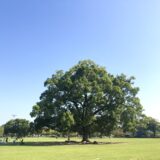 熊本県のシンボル【クスノキ】を見れる熊本市内のスポット4選。圧倒的な巨木にびっくり！