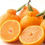 デコポンって何？収穫量全国1位は熊本県。”デコ”が特徴的な甘くて美味しい人気の柑橘類